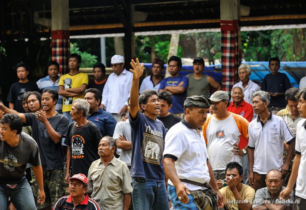 Балийцы смотрят петушиный бой
