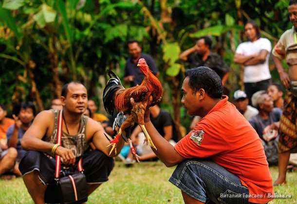 Петухи и хозяева перед схваткой в петушином бою на Бали