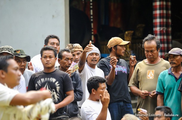 Многие споры балийцы решают в петушином бою