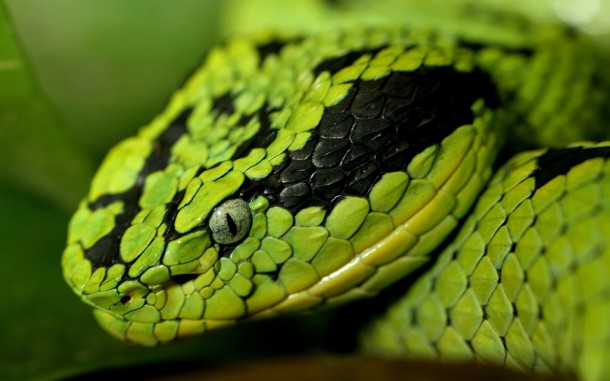 Змеи на Бали