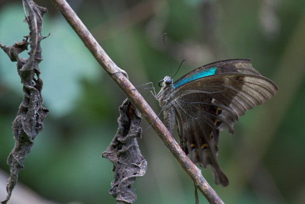 Бабочка, Бали