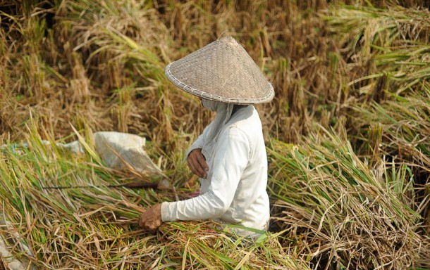 Крестьянин в рисовом поле Бали