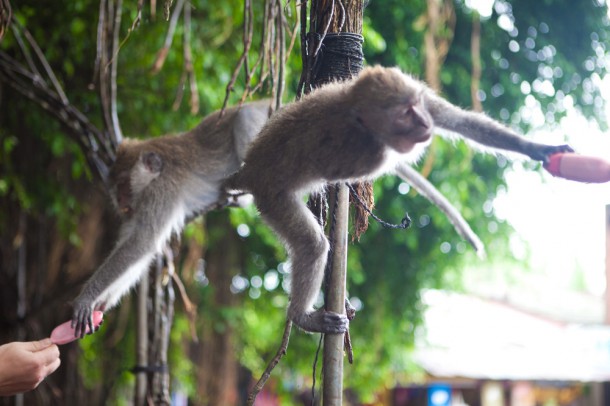Как правильно затроллить обезьян в Monkey forest