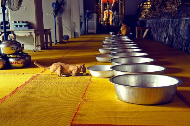 Таиские котэ тоже буддисты