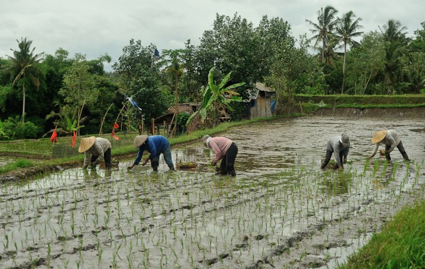 Как высаживают рис на Бали