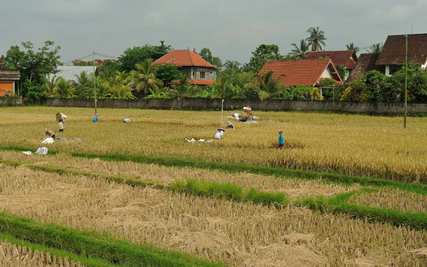 Уборка риса на Бали
