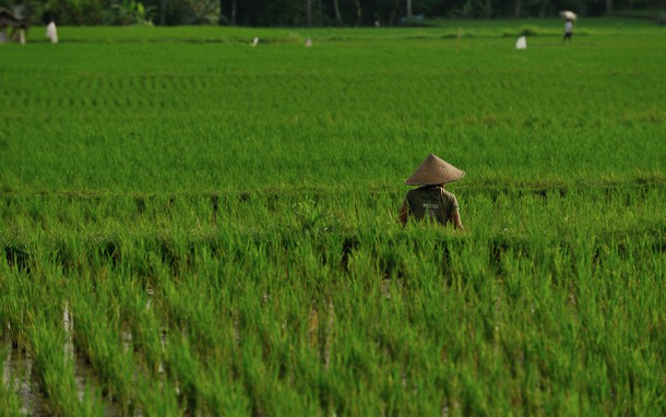 Красивейшее ярко-зеленое рисовое поле Бали