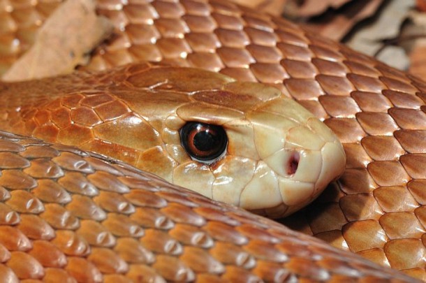 Змеи на Бали: Taipan Oxiuranus