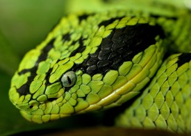 Змеи на Бали