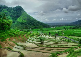 Рисовые террасы на острове Бали