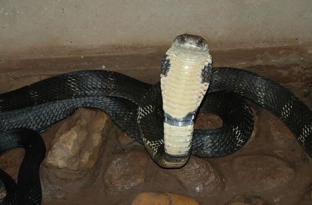 Змеи на Бали: King Cobra Ophiophagus hannah