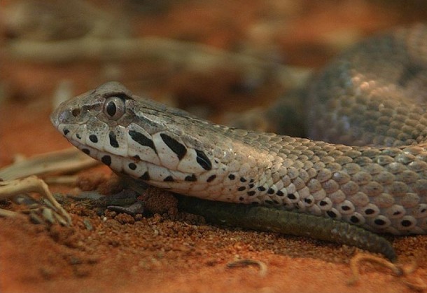 Змеи на Бали: Acanthophis